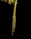 Ddc. cobbianum